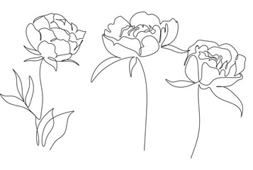 Poster - Peony Flowers one line art vector. Botanical peonies line drawing minimalist