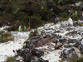 Wall Mural - A crystal field on top of Mount Roraima, Venezuela