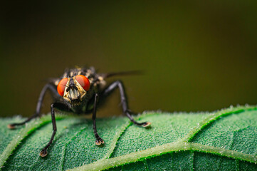 Canvas Print - Fly on leaf