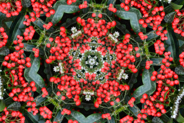 Poster - Beautiful red flower kaleidoscope - fractal 3d rendering backdrop, computer generating background