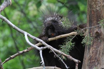 Porcupine in a tree