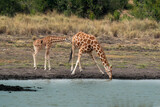 Fototapeta Sawanna - Giraffe in front Amboseli national park Kenya masai mara.(Giraffa reticulata)