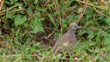 Turtledove Are Looking For Food In The Rice Fields. An Ecosystem That Is Maintained Without Hunting
