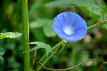 closeup the beautiful blue color annual vine flower with vine and leaves in the garden over out of focus green brown background.