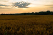 © artur - Krajobrazy w Olsztynie