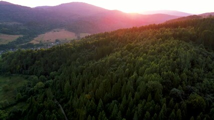 Wall Mural - Aerial Drone View Flight over pine tree forest in Mountain at sunset