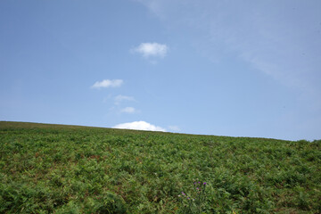 Sticker - Vegetation in the countryside