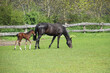 schwarzes Pferd mit braunem Fohlen auf der grünen Wiese