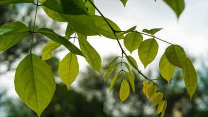 pongamia pinnate tree with fresh leaves. Beautiful shiny leaves of Pongamia Pinnata tree or honge mara during summer season