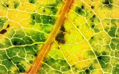 fallen leaf, parts of it colored yellow orange and dark brown spots, microscope detail image width 9