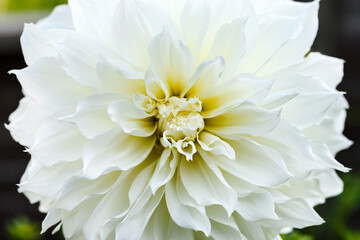 Wall Mural - Beautiful white Perfection dahlia Cotton candy flower blossoming in summer garden