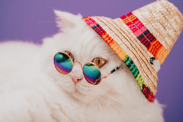 Wall Mural - Highland straight fluffy cat with long hair and round glasses, rainbow straw hat. Fashion, style, cool animal concept. Studio portrait. White pussycat close-up on violet or purple.