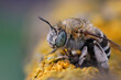 Closeup of a cute and hairy blue banded bee, Amegilla albigena, sitting on a yellow lichen