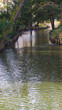 Des cygnes blancs et des canards naviguent paisiblement sur un ruisseau, dans le Jardin des plantes, à Toulouse