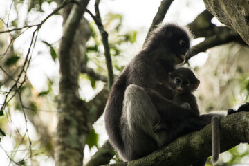 Sticker - Low angle shot of mother monkey holding baby on tree branch with blurred sky in the background