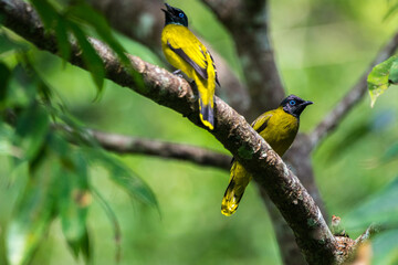 Sticker - Closeup shot of yellow black-headed Bulbul standing on a branch with blurred tree in the background