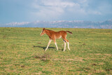 Fototapeta  - The foal grazes in the foothills. The foal is in motion. Blur.