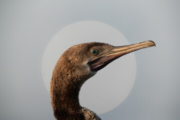 Portrait of a Socotra cormorant with reflection of building giving appearance of moon at the backdrop, Busaiteen coast, Bahrain