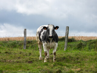 Wall Mural - blanc blue belge cow in a meadow with fence