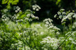 White flowers of wild carrot (daucus carota) blooming in the meadow