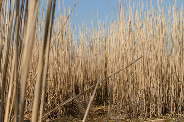 reeds in the wind