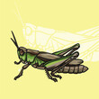 grasshopper, agricultural pest animal, vector illustration, cartoon style