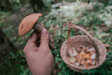 Seasonal Picking Of Edible Mushrooms In The Forest. Male Hands Are Holding A Cut Mushroom.