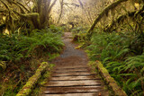 Fototapeta Natura - Evergreen rain forest of Washington State in the Pacific Northwest. Hoh rain forest with peaceful hikes and scenic trails. 