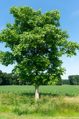 Walnut tree outside de Steeg in The Netherlands