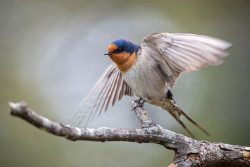 Wild Barn Swallow perched on a branch