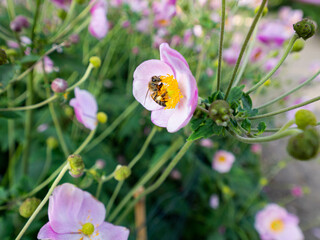 A single bee sits on a white and pink flower with a yellow pistil. In close-up. In sunshine, several white flowers in the background