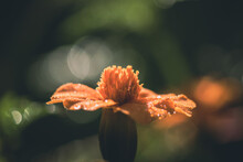 Marigold Orange Flower With Dew Drops