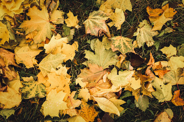 autumn fallen leaves of a maple tree on the ground on the green grass. fall foliage on the land. top view