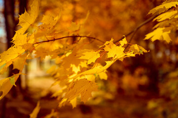 autumn city park or forest in sunny fall day. branches of maple trees with orange falling leaves. go
