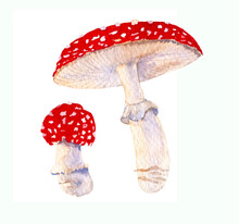 Set Of Two Red Mushrooms. Watercolor Illustration Of Fly Agaric. Hand Painted Amanita On White Isolated Background. Fungus In Woodland