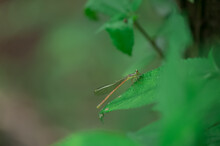 Closeup Shot Of A Large Dragonfly On A Green Leaf