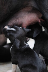 cachorros pitbull negros con blanco mamando 