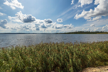 Wall Mural - Green plants and lake water surface merging with blue sky and white clouds backgrounds. Sweden.