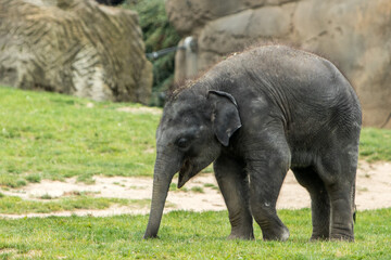 Wall Mural - Cute baby elephant on green gras