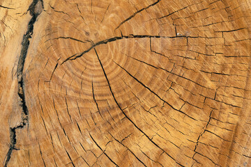 Poster - annual rings on a sawn trunk, old tree stump background. wood texture