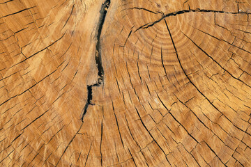 Poster - Core of juniper and sandalwood background.