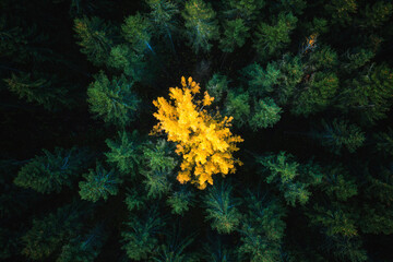Poster - Yellow tree in green forest