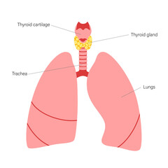 Canvas Print - Thyroid gland anatomy