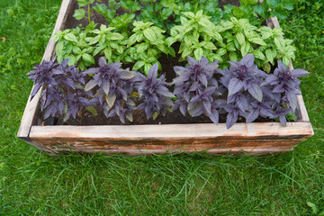 Close-up of a purple and green basil growing on a flower bed in the garden, side view. A fragrant seasoning grows in a garden bed. Young, freshly grown basil. High quality photo