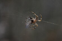 Western Spotted Orb Weaver Spider And Prey In The Web Antelope Island, Utah