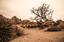 Dramatic Dry Landscape At Desert