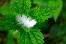 White Feather On Green Grass