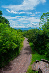 Wall Mural - camino entre bosque hermos paisaje natural