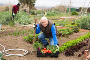 Senior man horticulturist holding crate with harvest of vegetables in garden