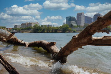 Large tree on levee of Sacramento river with downtown in background